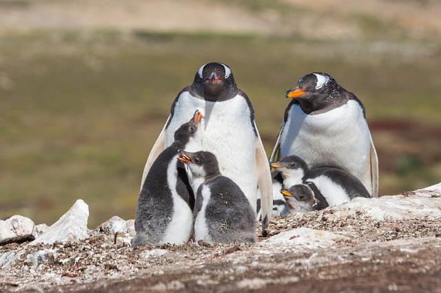 017 Falklandeilanden, New Island, ezelspinguins.jpg